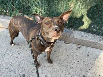 Rescue Mixed Breed Dogs for Adoption in New York, New York - Shanghai | PetCurious