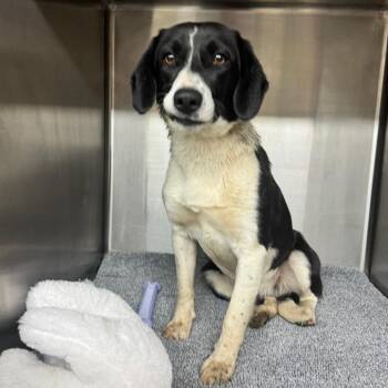 Spaniel Dogs Available for Adoption - Missy | PetCurious