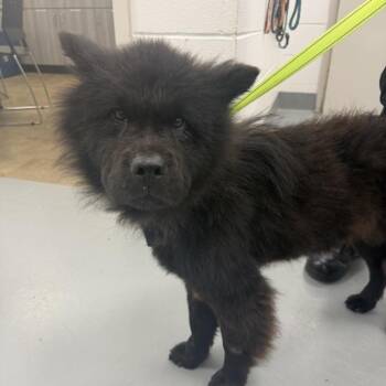 Calliope -  Chow Chow and Mixed Breed Dog for Adoption in Fredericksburg, Virginia - Calliope | PetCurious