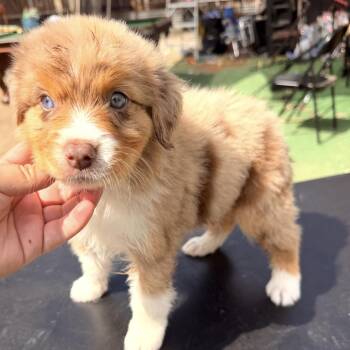 Marble -  Australian Shepherd Dog for Adoption in Redlands, California - Marble | PetCurious