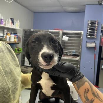 Rain -  Hound Dog for Adoption in Marble, North Carolina - Rain | PetCurious