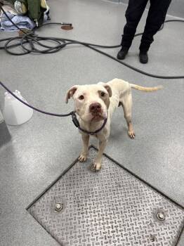 RED -  Pit Bull Terrier Dog for Adoption in Indianapolis, Indiana - RED | PetCurious