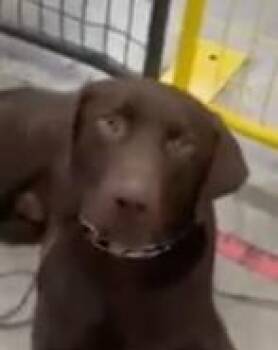 Ozzy -  Labrador Retriever Dog for Adoption in Concord, California - Ozzy | PetCurious