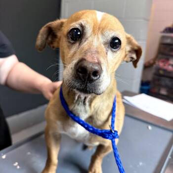 Harry Styles -  Mixed Breed Dog Available for Adoption in Aldie, Virginia - Harry Styles | PetCurious