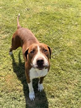 Gatsby -  American Staffordshire Terrier Dog for Adoption in Tullahoma, Tennessee - Gatsby | PetCurious