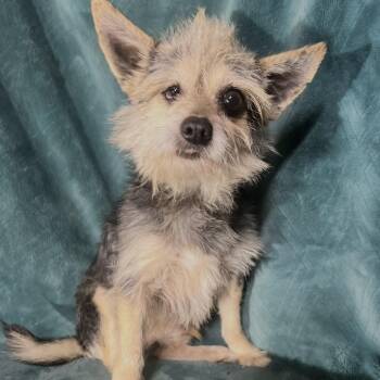 Yorkshire Terrier and Mixed Breed Dogs Available for Adoption - Lil Man  | PetCurious