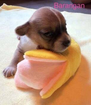 Barangan -  Chihuahua Dog for Adoption in Waunakee, Wisconsin - Barangan | PetCurious