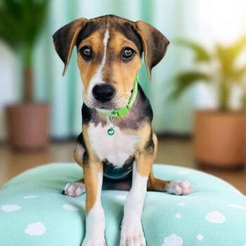 Rescue Hound and Labrador Retriever Dogs for Adoption in Alvin, Texas - Tribeca | PetCurious