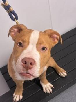 Mixed Breed Dogs Available for Adoption - Leo | PetCurious