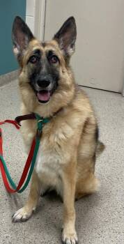 Astrid -  German Shepherd Dog and Mixed Breed Dog for Adoption in Fishers, Indiana - Astrid | PetCurious