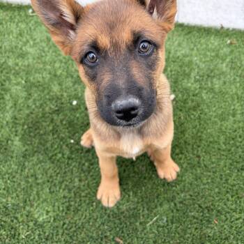 Shepherd Dogs Available for Adoption - Mustang  | PetCurious