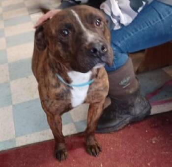 Trooper -  Pit Bull Terrier and Labrador Retriever Dog for Adoption in Philippi, West Virginia - Trooper | PetCurious
