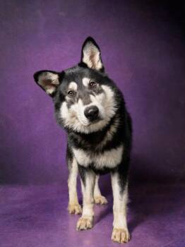 Big Baby -  Mixed Breed Dog for Adoption in Atlanta, Georgia - Big Baby | PetCurious