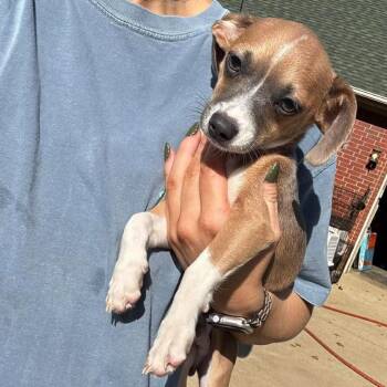 Salem -  Mixed Breed Dog for Adoption in Rockville, Maryland - Salem | PetCurious
