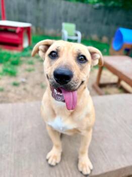 Persephone -  Dachshund Dog for Adoption in Indianapolis, Indiana - Persephone | PetCurious