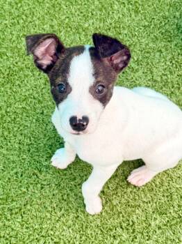 Lake -  Rat Terrier and Mixed Breed Dog for Adoption in Cape Coral, Florida - Lake | PetCurious