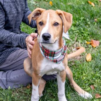Rescue Beagle and Foxhound Dogs for Adoption in West Grove, Pennsylvania - Tuck  (Male)    Avail  11/1 | PetCurious