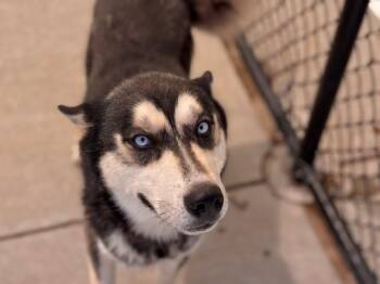 KYLE -  Siberian Husky Dog for Adoption in Tulsa, Oklahoma - KYLE | PetCurious