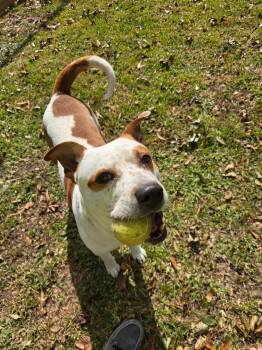 Rescue Pit Bull Terrier Dogs for Adoption in Pottsboro, Texas - Gunner | PetCurious