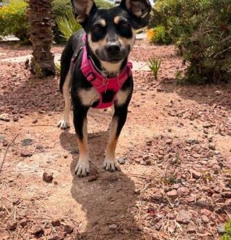 English Bulldog and Mixed Breed Dogs Available for Adoption in Henderson, Nevada - Zola | PetCurious
