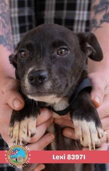 Lexi -  American Bulldog Dog for Adoption in Mobile, Alabama - Lexi | PetCurious
