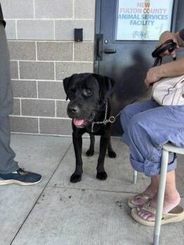 Marz -  Mixed Breed Dog for Adoption in Atlanta, Georgia - Marz | PetCurious