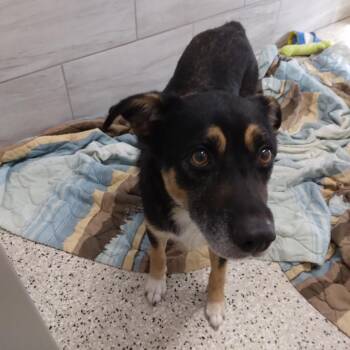 Sneakers -  Husky and Chihuahua Dog for Adoption in Muncie, Indiana - Sneakers | PetCurious