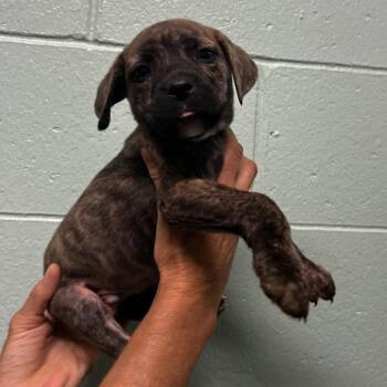 Peppercorn -  Pit Bull Terrier Dog for Adoption in Harrisville, West Virginia - Peppercorn | PetCurious