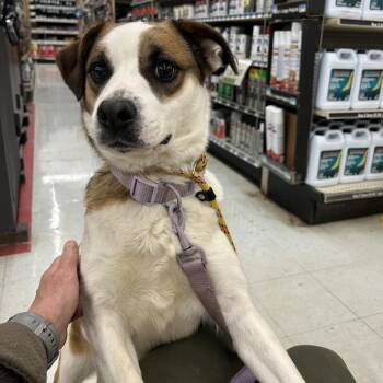 Mixed Breed Dogs Available for Adoption in Glenfield, New York - Belle | PetCurious