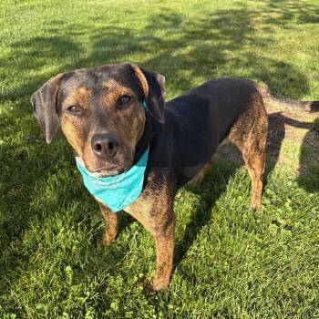 Raven -  Mixed Breed Dog for Adoption - Raven | PetCurious