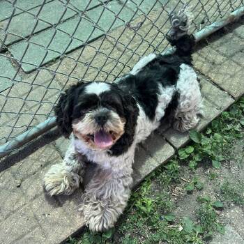 Rooster -  Shih Tzu Dog for Adoption in Fairmont, Minnesota - Rooster | PetCurious