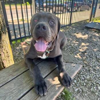 Juno -  Mastiff Dog Available for Adoption in Buffalo, New York - Juno | PetCurious