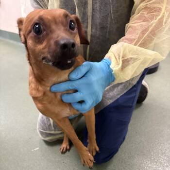 Parson Russell Terrier and Chihuahua Dogs Available for Adoption in West Palm Beach, Florida - Dominick | PetCurious