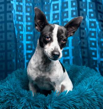 Pepper -  Terrier and Chihuahua Dog for Adoption in Hondo, Texas - Pepper | PetCurious