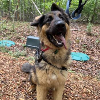 German Shepherd Dog Dogs Available for Adoption in Troy, Virginia - Goliath | PetCurious