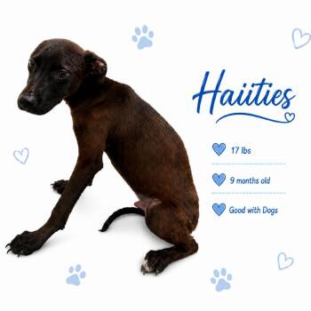 Haiities -  Mixed Breed Dog for Adoption in Memphis, Tennessee - Haiities | PetCurious