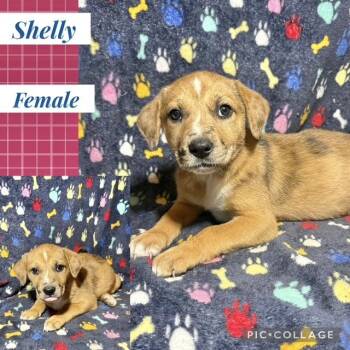 Catahoula Leopard Dog Dogs Available for Adoption in Manchester, Connecticut - Shelly | PetCurious