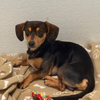 Fischer 22771 -  Dachshund Dog for Adoption in Cumming, Georgia - Fischer 22771 | PetCurious