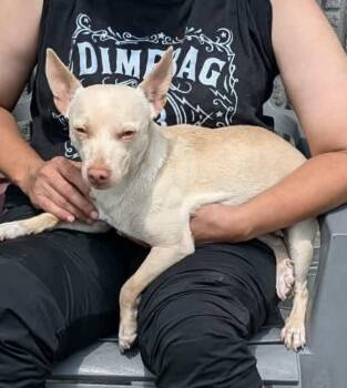 Millix -  Chihuahua Dog Available for Adoption in Willingboro, New Jersey - Millix | PetCurious