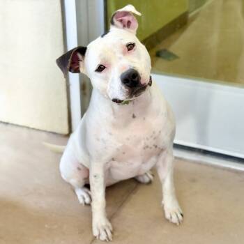 Rescue Staffordshire Bull Terrier Dogs for Adoption in Kyle, Texas - RUBY | PetCurious