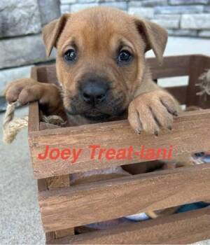 Joey Treat-iani -  Mixed Breed Dog for Adoption in Kansas City, Missouri - Joey Treat-iani | PetCurious