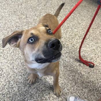 Brody -  Mixed Breed Dog for Adoption in Uniontown, Pennsylvania - Brody | PetCurious