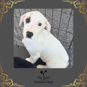 Labrador Retriever and Terrier Dogs Available for Adoption in Cumberland, Rhode Island - Alpine | PetCurious