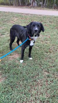 Pennie -  Golden Retriever and Labrador Retriever Dog for Adoption in Covington, Tennessee - Pennie | PetCurious