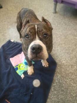 Pit Bull Terrier and Mixed Breed Dogs Available for Adoption in Westland, Michigan - Jake | PetCurious