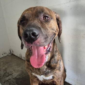 Hank -  Mixed Breed Dog for Adoption in Lake Panasoffkee, Florida - Hank | PetCurious