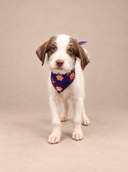 baby pie -  Poodle and Bulldog Dog for Adoption in Miami, Florida - Baby Pie | PetCurious