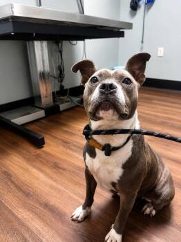 Electra -  Pit Bull Terrier Dog for Adoption in Carmel Hamlet, New York - Electra | PetCurious