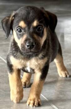 Benedict Bridgerton -  Beagle Dog Available for Adoption in Rollingwood, Texas - Benedict Bridgerton | PetCurious