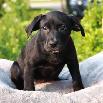 CT Creole -  Labrador Retriever and Mixed Breed Dog for Adoption in Eastford, Connecticut - CT Creole | PetCurious